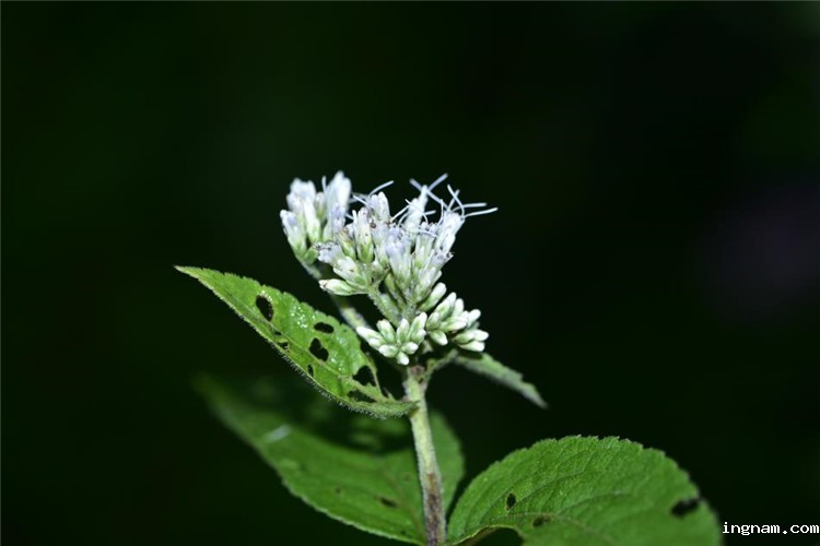 1714275504472974.jpg 14-2.jpg